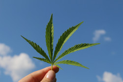 Advierten a las personas con trastornos del ritmo card&iacute;aco contra el consumo de cannabis