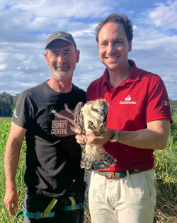Anilladas dos águilas pescadoras de cuarta generación en la Bahía de Santander