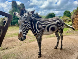Cab&aacute;rceno incorpora una nueva cebra macho de Gr&eacute;vy