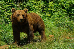 Cab&aacute;rceno se compromete con la conservaci&oacute;n del oso pardo en el D&iacute;a Internacional de la Biodiversidad