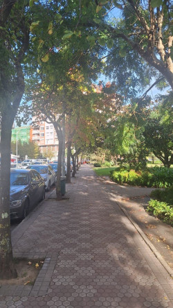 Cantabristas rechaza la tala "indiscriminada" de casi un centenar de árboles en Laredo