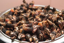 Desarrollan un pegamento de tejidos inspirado en los percebes que repele la sangre y sella r&aacute;pidamente las heridas