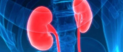 Detectan se&ntilde;ales cerebrales en el ri&ntilde;&oacute;n que podr&iacute;an abrir la puerta a tratamientos para la insuficiencia renal
