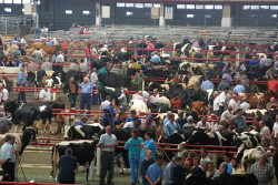 Dos condenados por estafar con la venta de vacas en la feria de Torrelavega