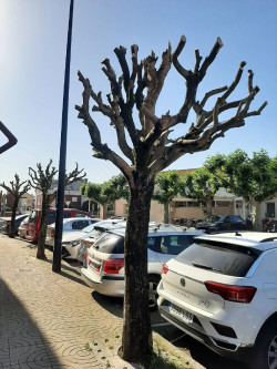 Ecologistas denuncia una poda "radical" de 200 &aacute;rboles en Tanos