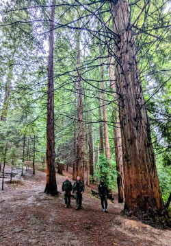 Ecologistas en Acción denuncia el deterioro del Monte de Secuoyas de Cabezón ante la gran afluencia de visitantes