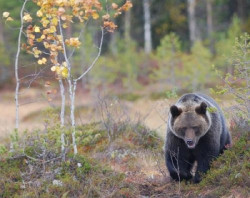 El cambio climático y las interacciones entre especies modifican la distribución del oso pardo en Europa