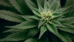El Congreso avala la regulaci&oacute;n del cannabis medicinal y abre la puerta a su dispensaci&oacute;n en farmacias
