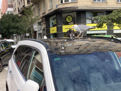 El ej&eacute;rcito de gaviotas en "formaci&oacute;n" aniquila y devora a palomas y gorriones.  Por Carlos Magdalena