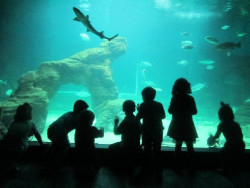 El Museo Mar&iacute;timo exhibe en sus acuarios cinco juveniles de alit&aacute;n criados en el centro y nuevos caballitos de mar