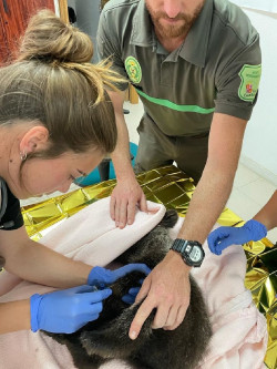 El osezno hallado en Le&oacute;n ser&aacute; trasladado al Centro de Recuperaci&oacute;n de Fauna de Villaescusa