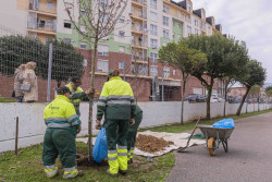 Empieza la plantaci&oacute;n de &aacute;rboles frutales en colegios de Torrelavega