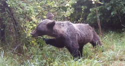 FAPAS pone en marcha en Belmonte un proyecto para favorecer la alimentaci&oacute;n del oso pardo