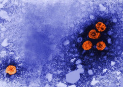 Identifican una nueva inmunoterapia "muy eficaz" contra la hepatitis B