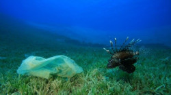 Investigan el riesgo de enfermedades derivado de los pl&aacute;sticos de los oc&eacute;anos