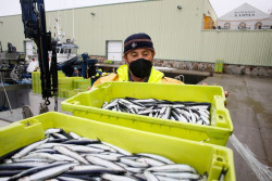 La campa&ntilde;a de la anchoa se cerrar&aacute; este lunes al haber alcanzado casi el 90% de la cuota