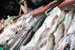 La Flor de Tetuan participar&aacute; en el I Concurso de Pescados Humildes de Cantabria con la pescadilla