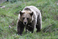 La FOP ve en el oso "un activo económico a cuidar": puede ser un "complemento" turístico