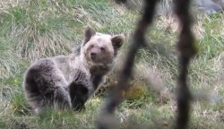 La Fundaci&oacute;n Oso de Asturias lamenta el ataque en Cangas del Narcea y colabora para esclarecer lo ocurrido