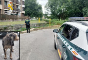 La Guardia Civil rescata a un perro a punto de morir ahogado en un canal de la Penilla