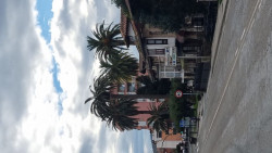 La plaga del picudo rojo afecta ya a "zonas emblemáticas" de Piélagos