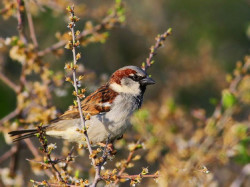 La poblaci&oacute;n de gorri&oacute;n com&uacute;n desciende casi un 20% desde 1998 en Espa&ntilde;a, seg&uacute;n SEO/BirdLife