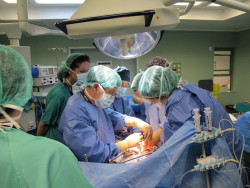 Las c&eacute;lulas asesinas naturales contribuye al rechazo de &oacute;rganos tras un trasplante