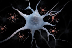 Las neuronas nacidas en adultos crecen m&aacute;s que las nacidas en la infancia