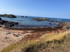 Las playas de Noja perjudicadas por el alga asi&aacute;tica 