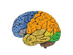 Los cient&iacute;ficos descubren c&oacute;mo los humanos desarrollan cerebros m&aacute;s grandes que otros simios