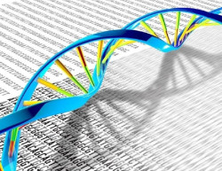 Los investigadores descubren c&oacute;mo una enzima protege a las c&eacute;lulas del da&ntilde;o del ADN
