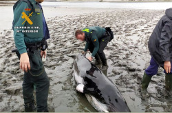 Muere un ejemplar juvenil de ballena tras quedar varado en las marismas de Argo&ntilde;os