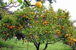 Noja cierra el 1 de marzo el plazo para pedir un ejemplar frutal y otro ornamental por el D&iacute;a del &Aacute;rbol