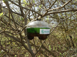 Noja ultima los preparativos para instalar 50 trampas contra la avispa asi&aacute;tica