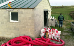 Piden 18 meses de c&aacute;rcel al acusado de la muerte de 29 perros en Tagle