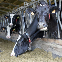  Primer positivo en Cantabria del virus shamonda, detectado en una vaca de una estabulaci&oacute;n de Riotuerto