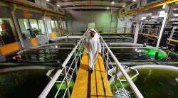 Salmones en Ramales de la Victoria por Carlos Magdalena Menchaca