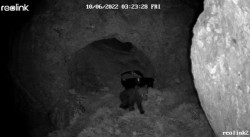 Se confirma que el osezno de la osa adulta despe&ntilde;ada en la Monta&ntilde;a Palentina se encuentra tambi&eacute;n con vida