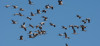 SEO/BirdLife celebra en Cantabria el D&iacute;a de las Aves con jornadas de anillamiento, una exposici&oacute;n y dos itinerios