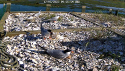 SEO/BirdLife instala una c&aacute;mara para seguir en directo la cr&iacute;a y nidificaci&oacute;n del charr&aacute;n com&uacute;n en Astillero