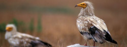 SEO/BirdLife marca con GPS un alimoche en la Monta&ntilde;a Oriental Costera de Cantabria para conocer sus movimientos