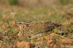 SEO/BirdLife pide a las CCAA suspender la caza de especies en declive durante la media veda