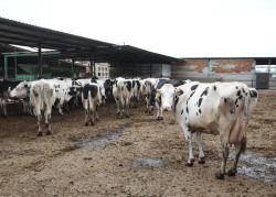 Torrelavega celebra el s&aacute;bado el concurso de vacuno fris&oacute;n y una feria de sabores de Cantabria