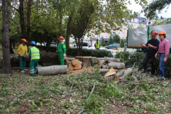 Torrelavega tala y retira varios &aacute;rboles en mal estado para evitar riesgos