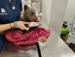 Trasladada al Centro de Recuperaci&oacute;n de Fauna Silvestre de Cantabria una osezna de tres meses rescatada en Asturias