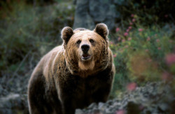 Un cazador dispara a un oso pardo en una cacer&iacute;a de jabal&iacute; en la Reserva Regional de Caza Saja