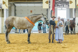 Un centenar de caballos pura raza espa&ntilde;ola compiten en el Concurso Morfol&oacute;gico de Torrelevega