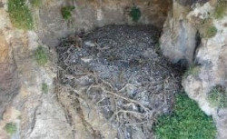 Un estudio de la UC confirma que los nidos de quebrantahuesos son "cápsulas del tiempo" que albergan objetos humanos