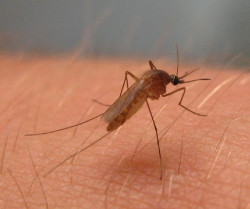 Un experto considera que la Fiebre del Nilo podr&iacute;a extenderse por toda Espa&ntilde;a
