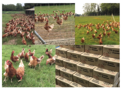 &iexcl;Vaya g&uuml;evos!..., por Pedro Arce D&iacute;ez